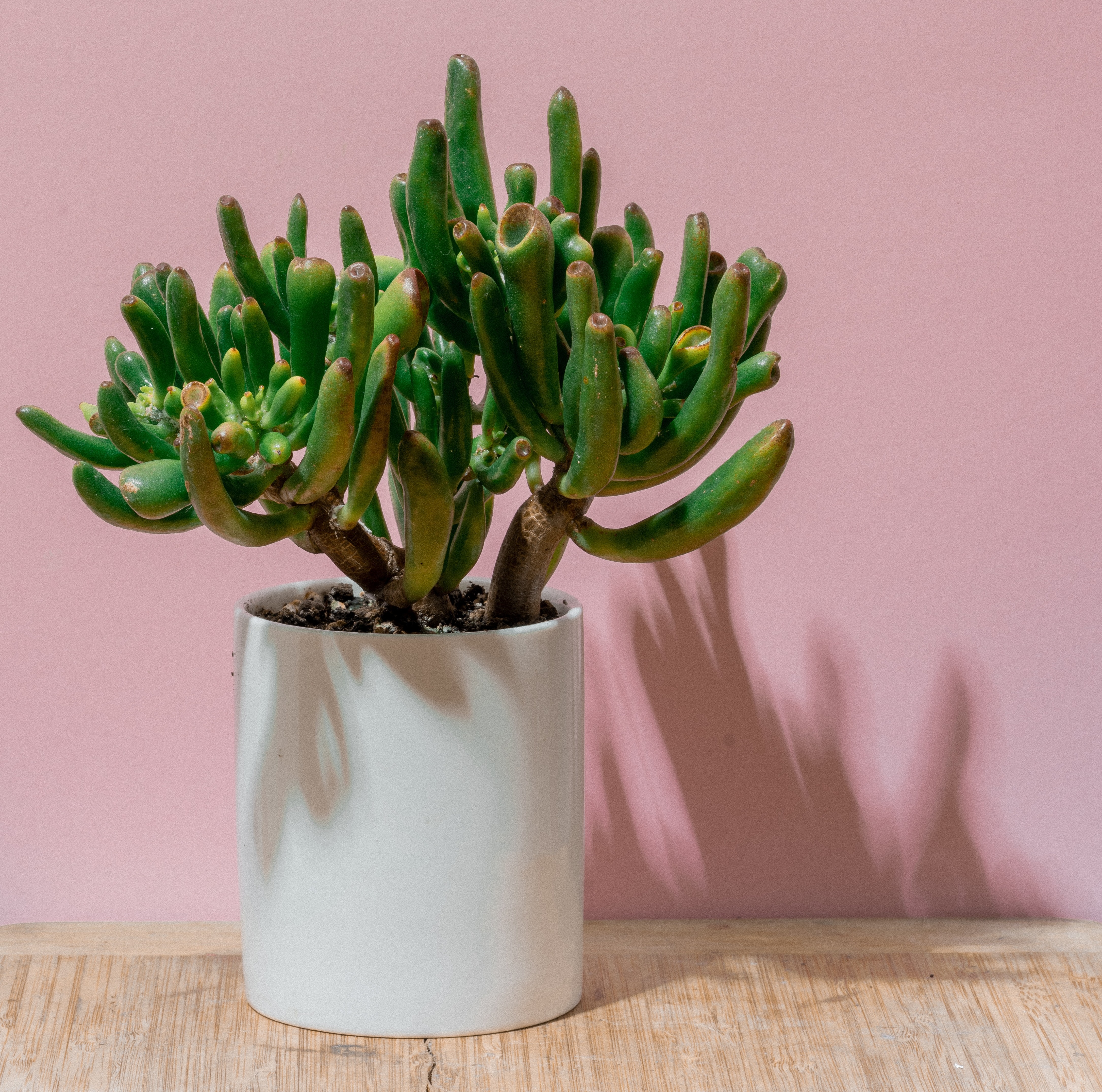 a plant in white vase, behind is pink background